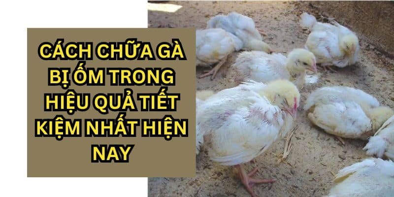 cách chữa gà bị ốm trong