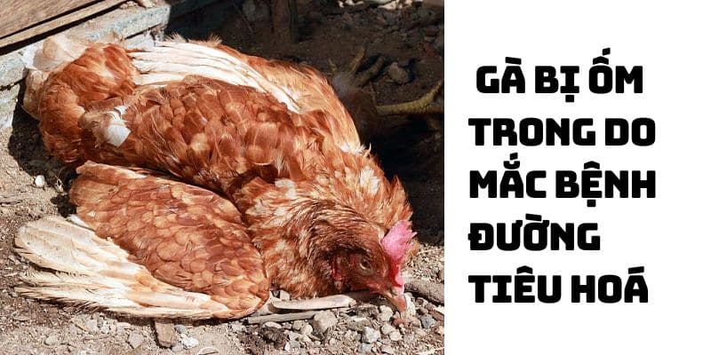 cách chữa gà bị ốm trong