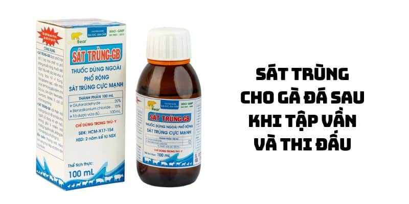 cách chữa gà bị ốm trong