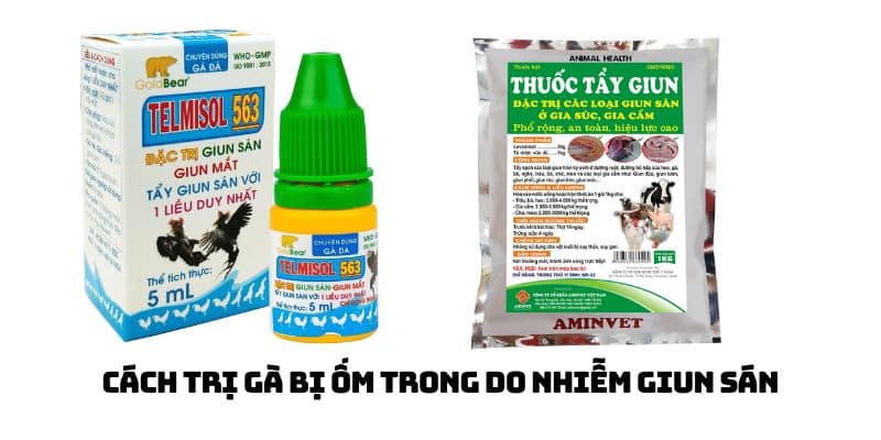 cách chữa gà bị ốm trong