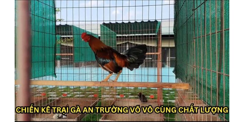 trại gà an trường võ