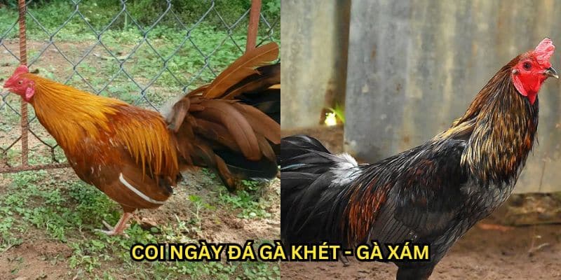 coi ngày đá gà