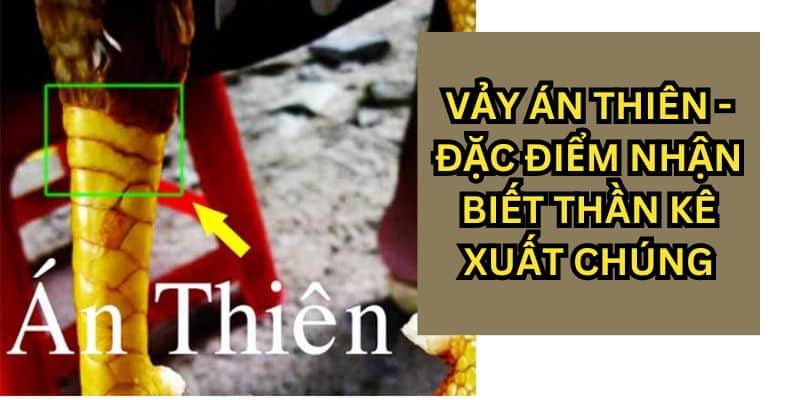 vảy án thiên