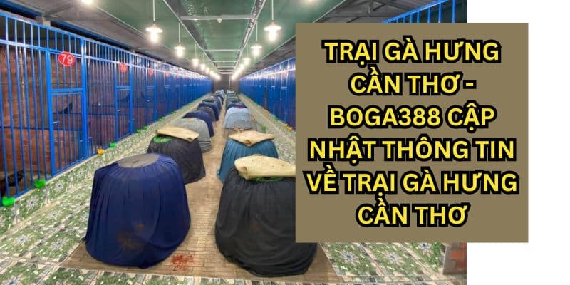 trại gà hưng cần thơ