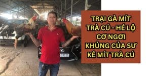 trại gà mít trà cú