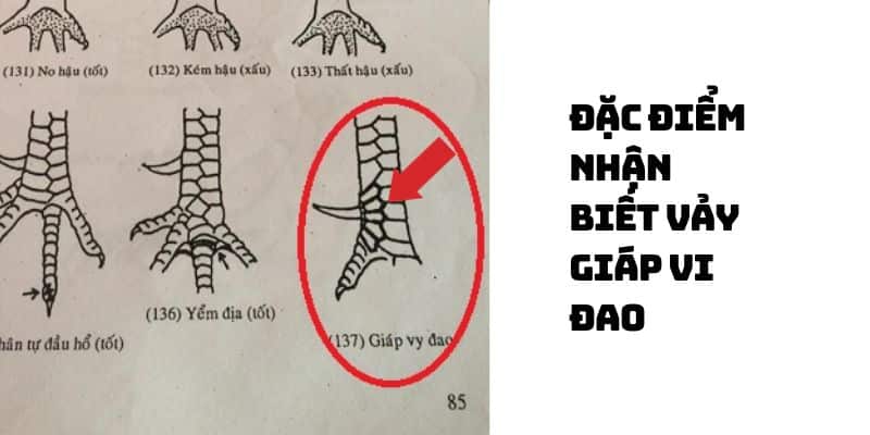 vảy giáp vi đao