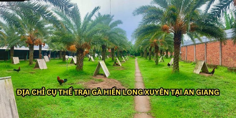 trại gà hiển cần thơ