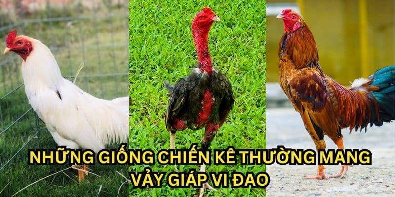 vảy giáp vi đao