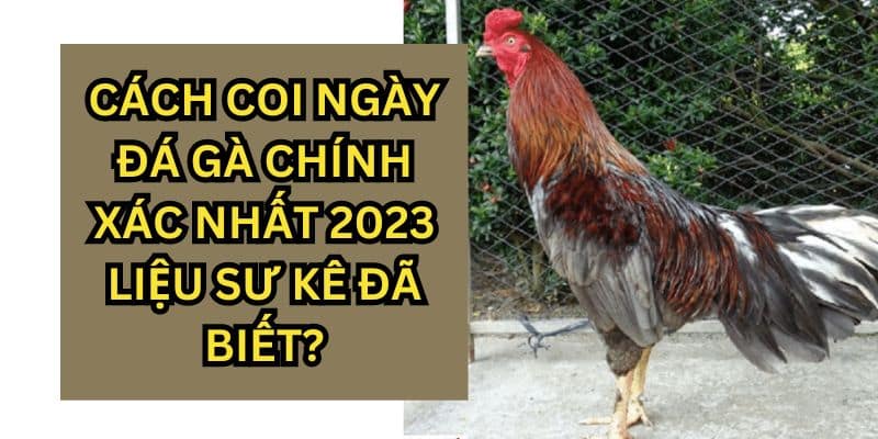 coi ngày đá gà