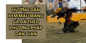 xem màu mạng gà đá