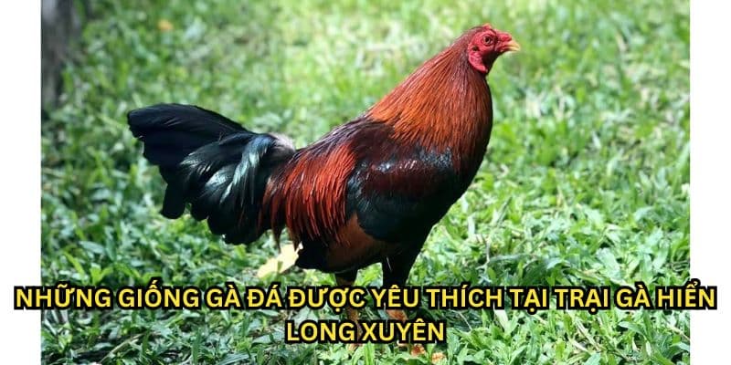 trại gà hiển cần thơ