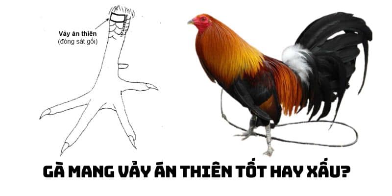 vảy án thiên