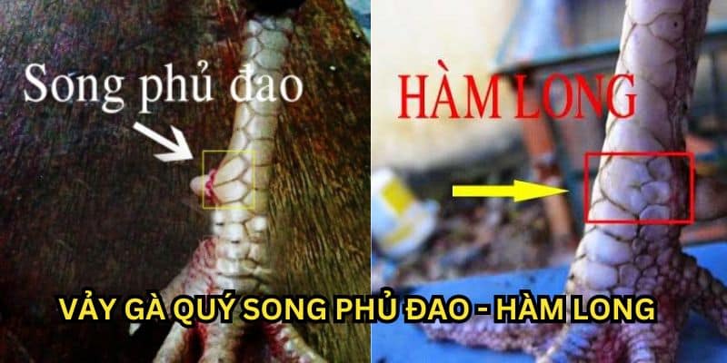 vảy gà quý