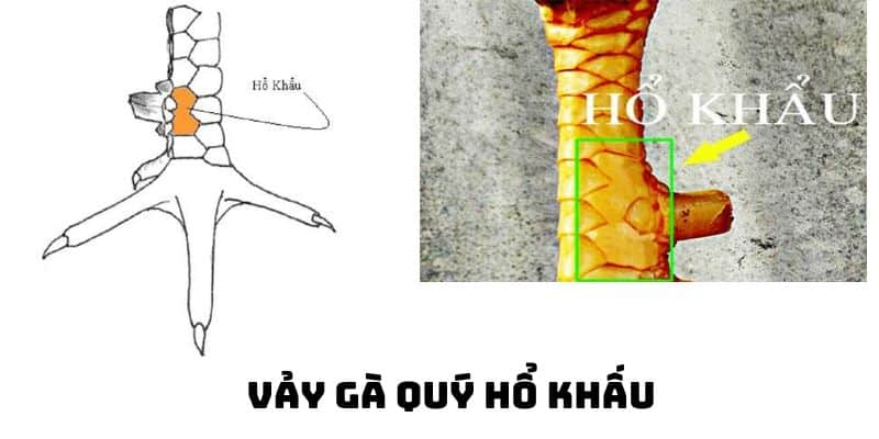 vảy gà quý