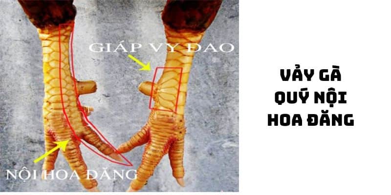 vảy gà quý