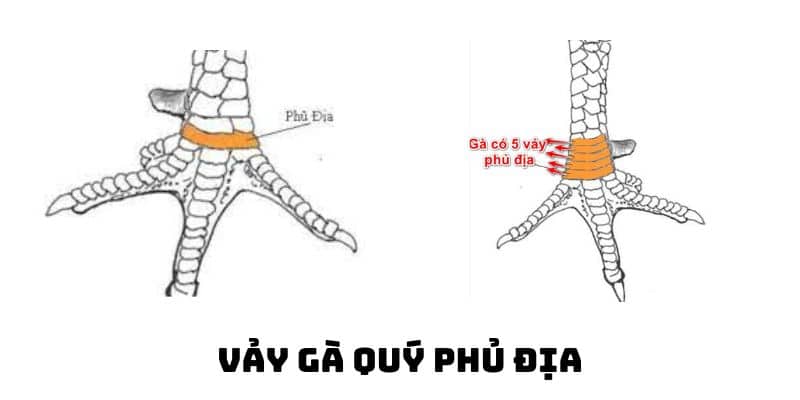 vảy gà quý