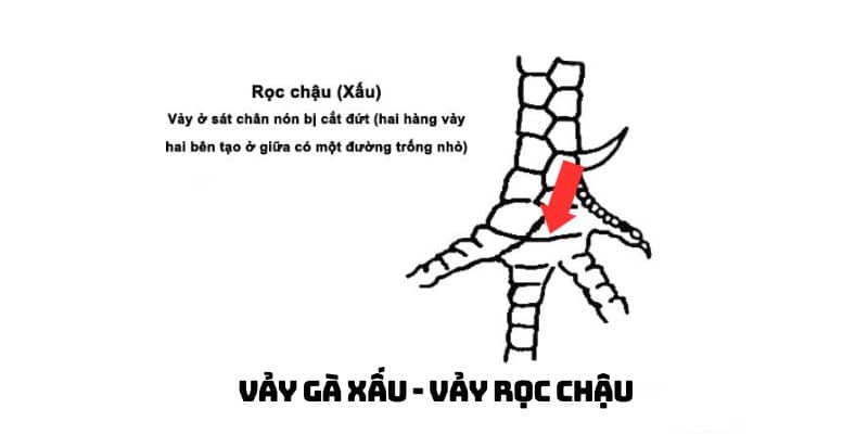 vảy gà xấu