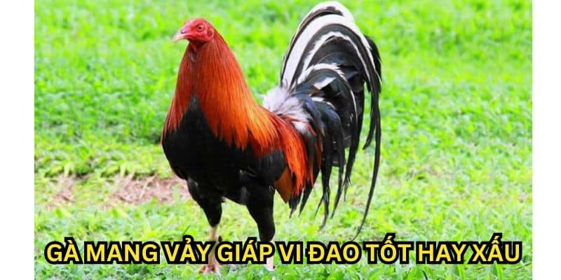 vảy giáp vi đao