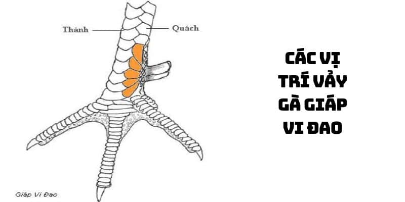 vảy giáp vi đao