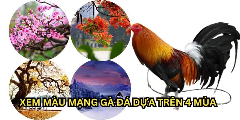 xem màu mạng gà đá