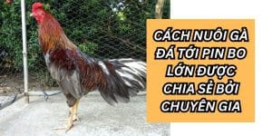 cách nuôi gà mau tới pin đá bo lớn