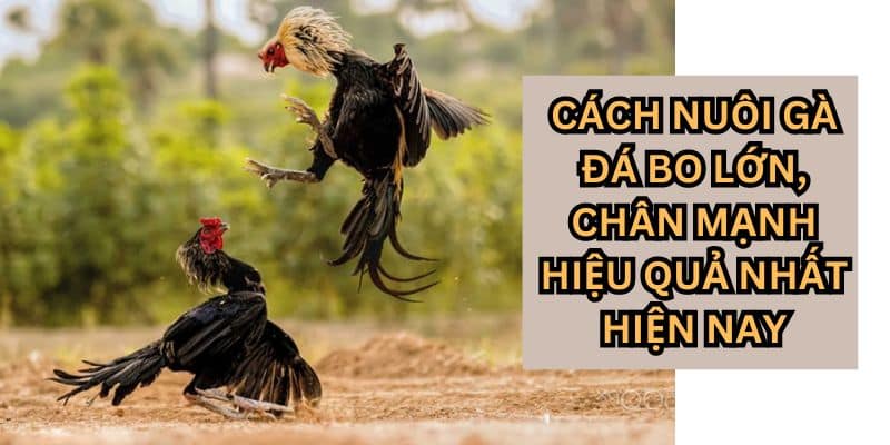 cách nuôi gà đá bo lớn