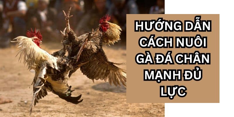 cách nuôi gà đá chân mạnh