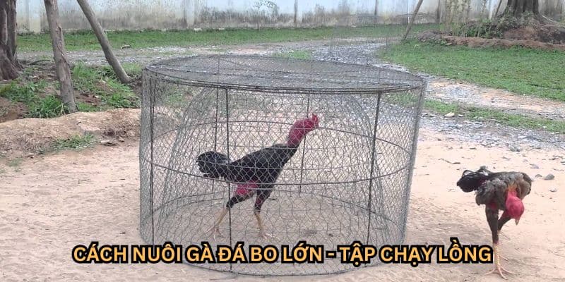 cách nuôi gà đá bo lớn