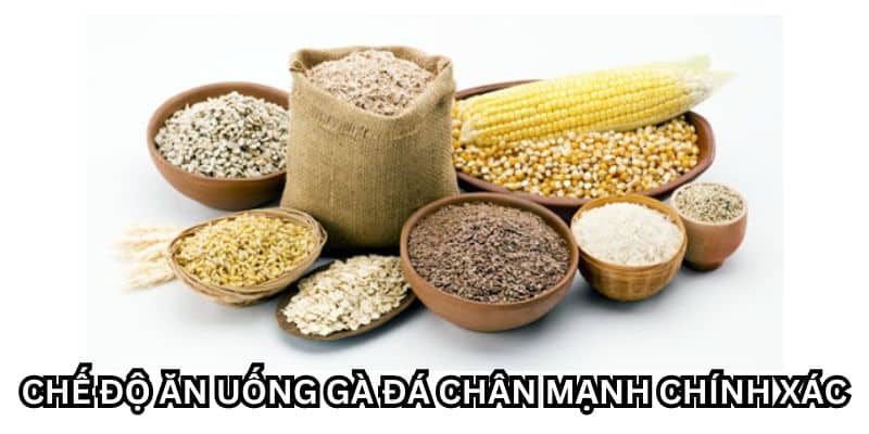 cách nuôi gà đá chân mạnh