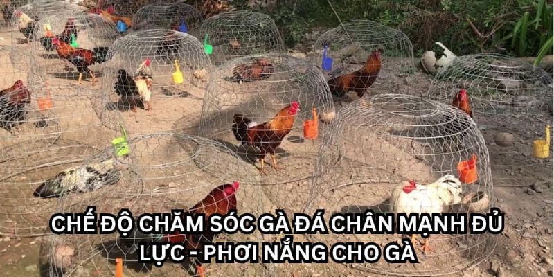 cách nuôi gà đá chân mạnh