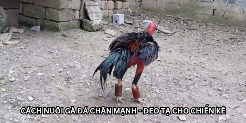 cách nuôi gà đá chân mạnh