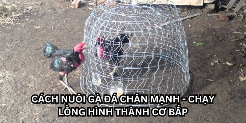 cách nuôi gà đá chân mạnh