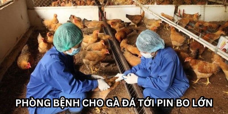 cách nuôi gà mau tới pin đá bo lớn