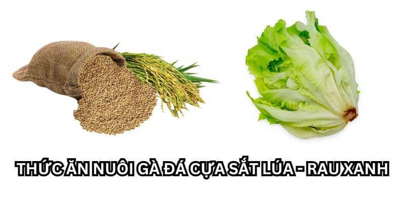 cách nuôi gà đá cựa sắt