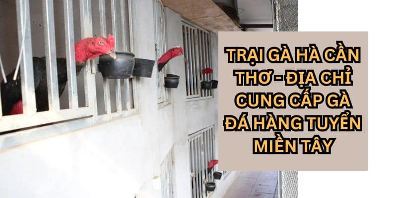 trại gà hà cần thơ