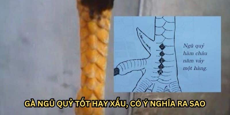 vảy gà ngũ quỷ