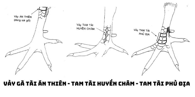 vảy gà tài