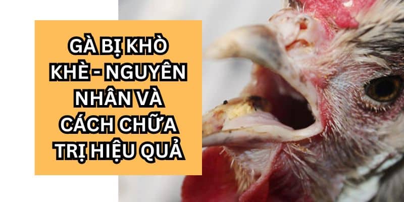 gà bị khò khè