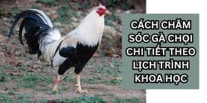 cách chăm sóc gà chọi