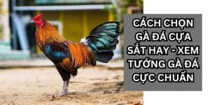 cách chọn gà đá