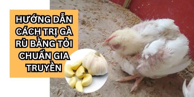 cách trị gà rù bằng tỏi