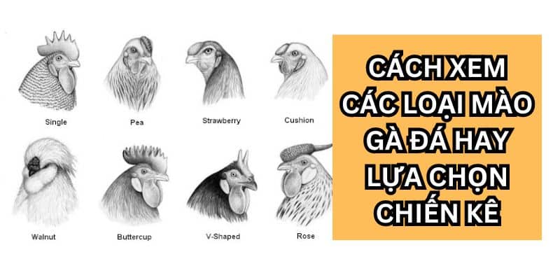 các loại mào gà