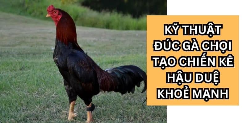 kỹ thuật đúc gà chọi