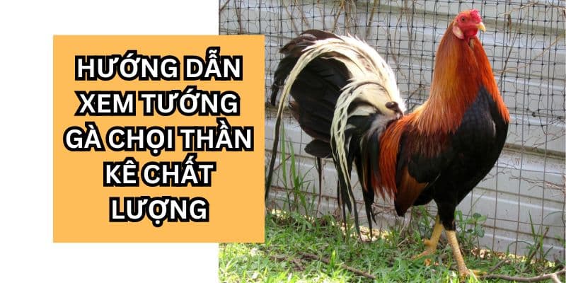 xem tướng gà chọi