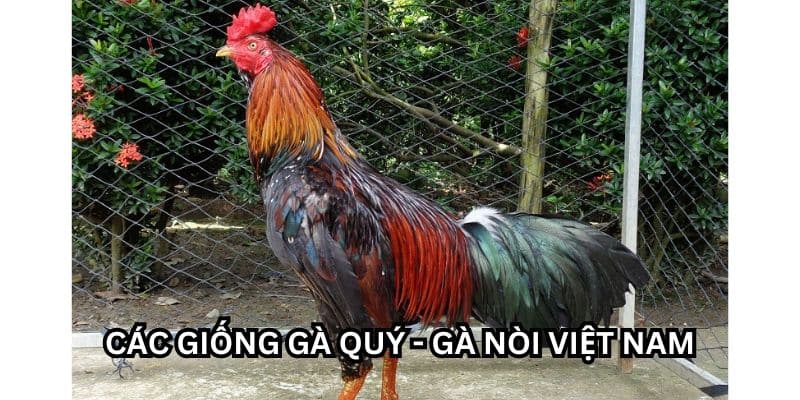 các giống gà quý