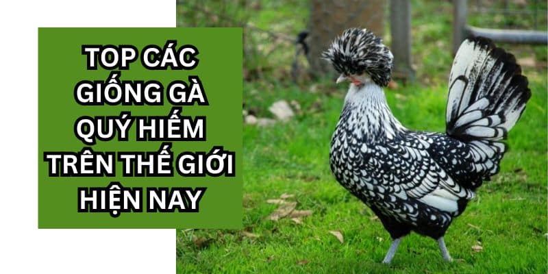 các giống gà quý