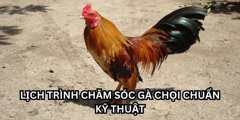 cách chăm sóc gà chọi