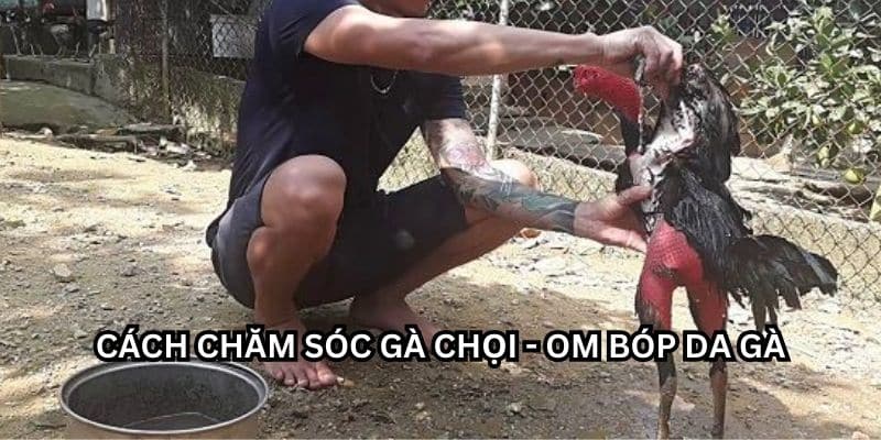 cách chăm sóc gà chọi