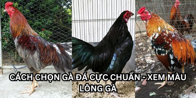 cách chọn gà đá