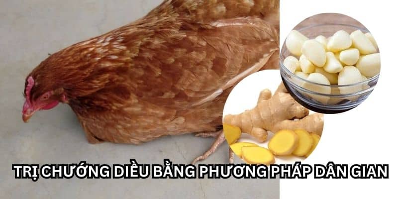 gà bị chướng diều